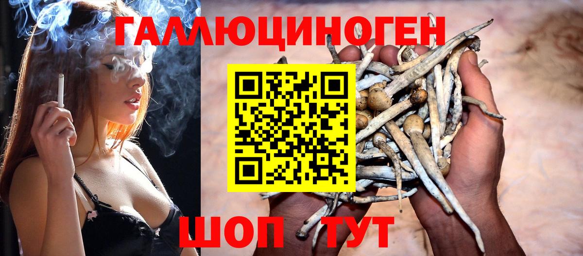 Псилоцибиновые грибы Psilocybine cubensis Дивногорск